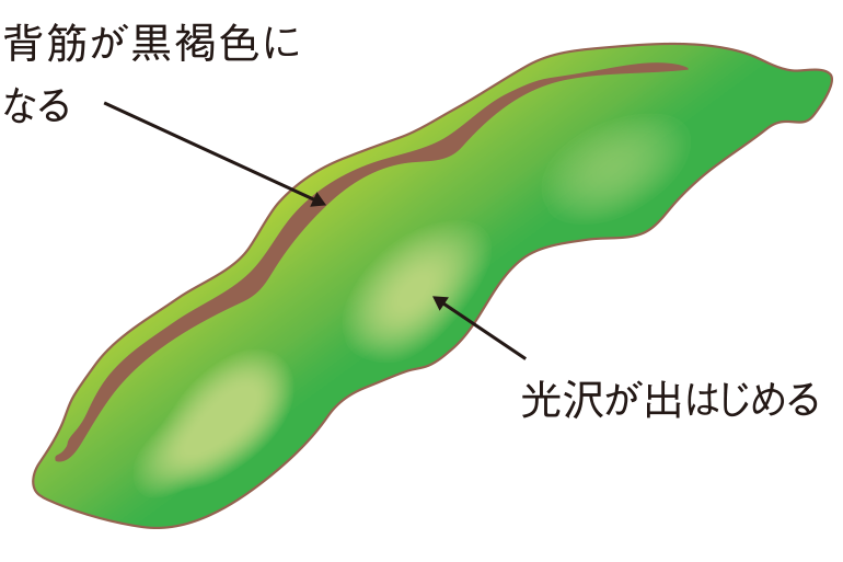 収穫適期のサヤ