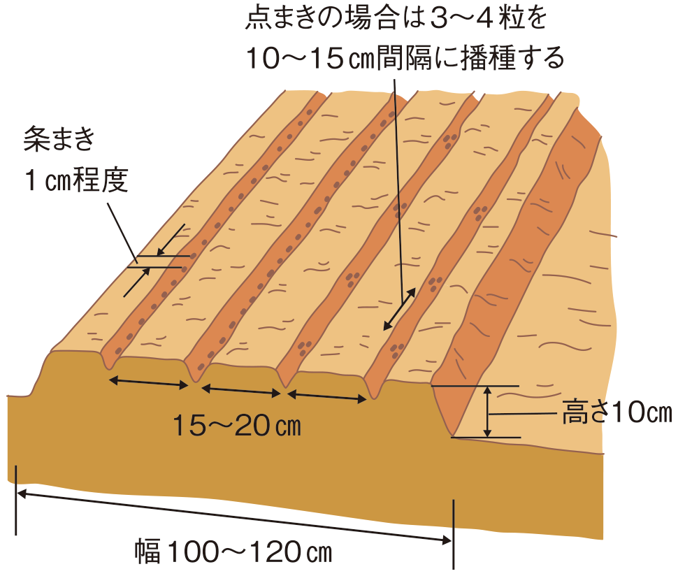 図：畑づくり