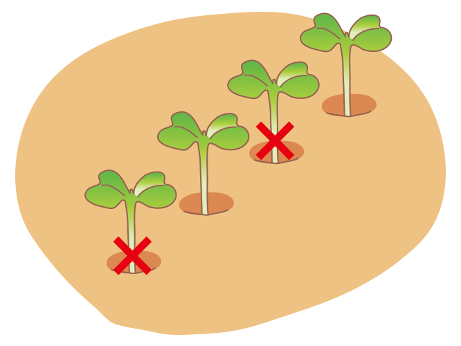 図:間引き1