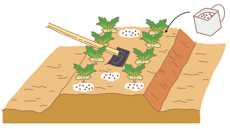 図：追肥 1回目