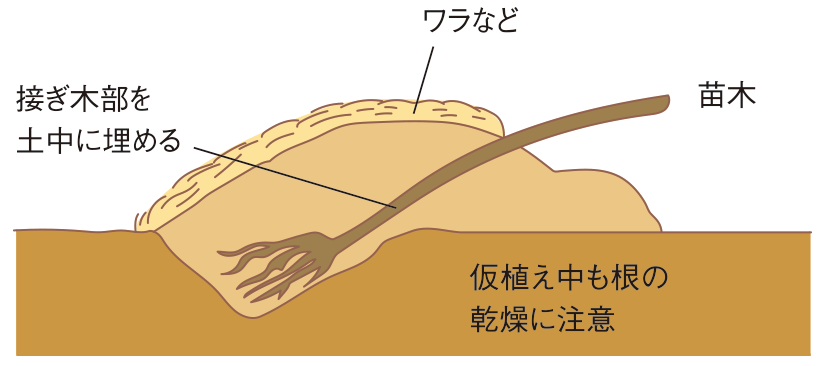 図：仮植えの方法