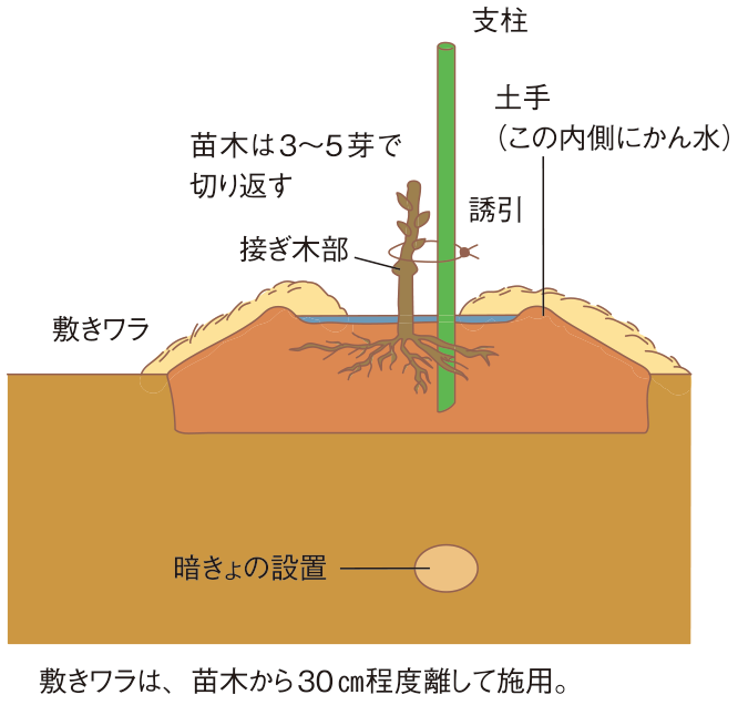 図：植え穴の準備の方法