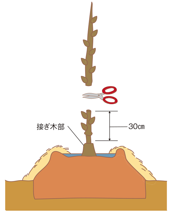 図：苗木の切り返し