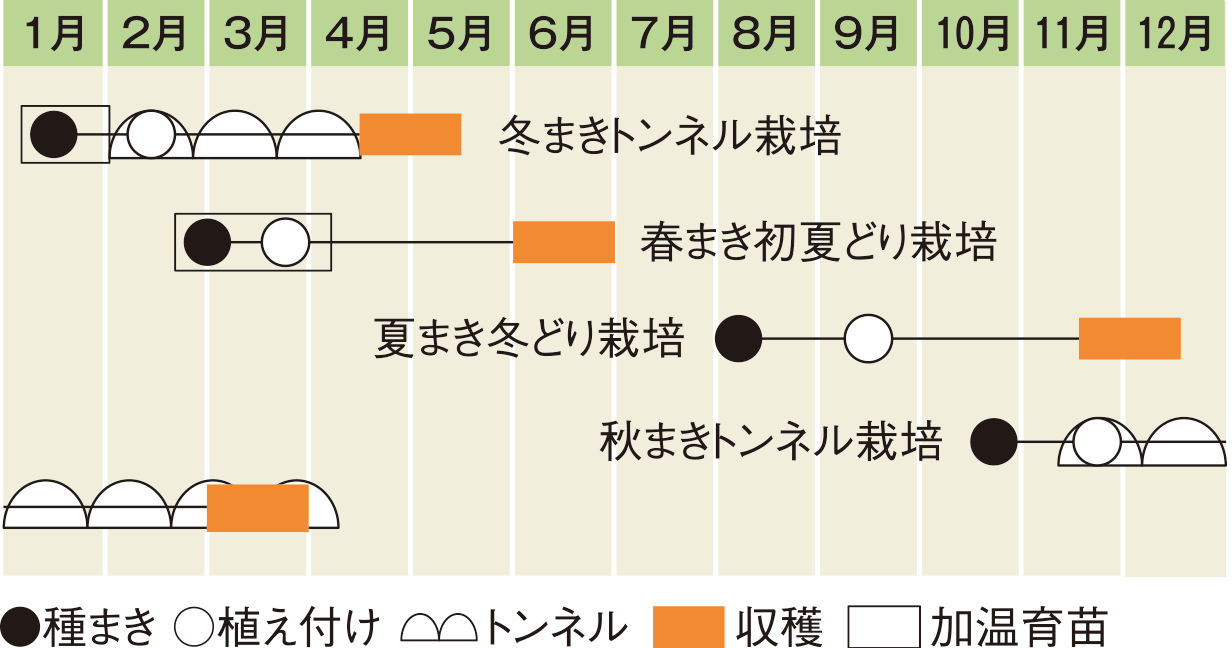 栽培スケジュール