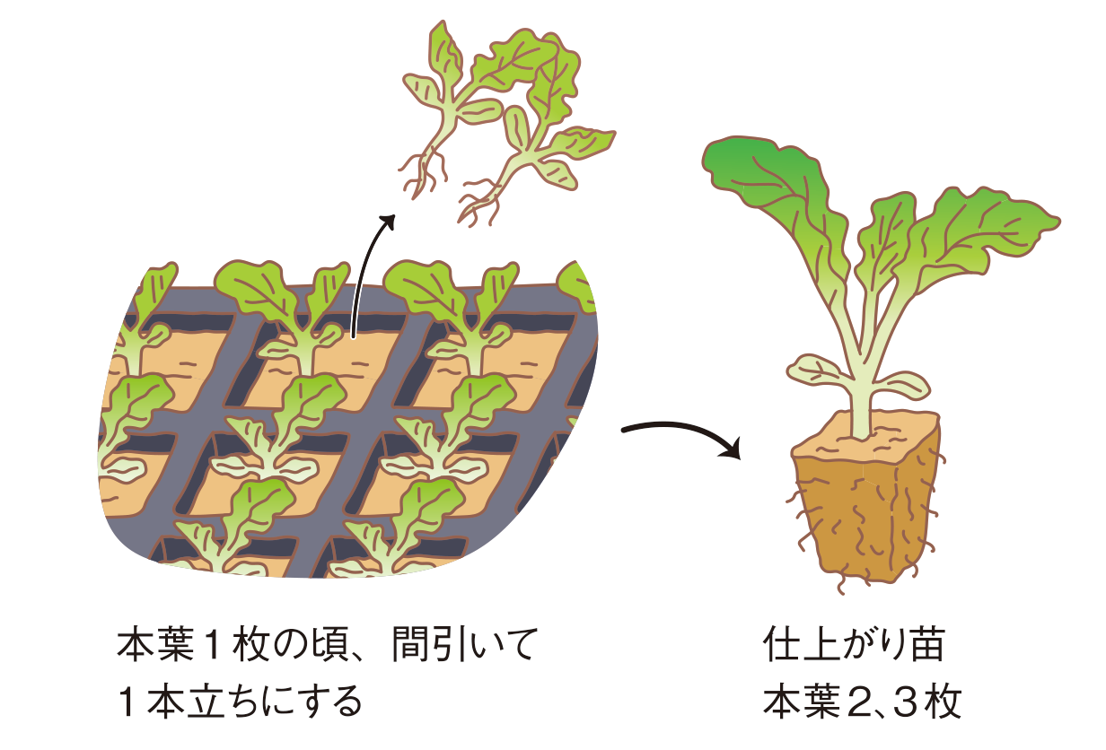 図：苗づくり