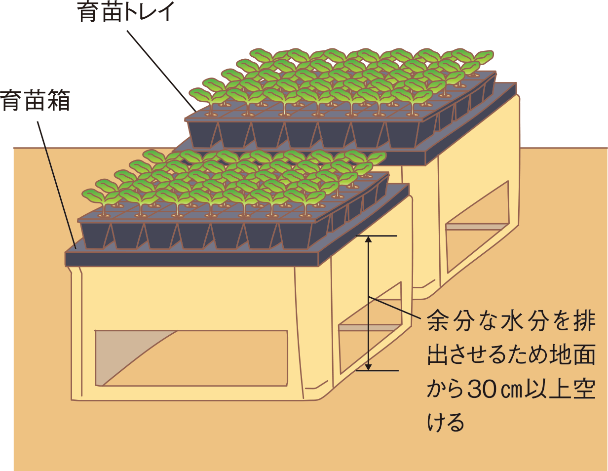 図：苗づくり2