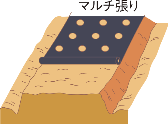 図:植え付け1