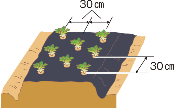 図：植え付け2