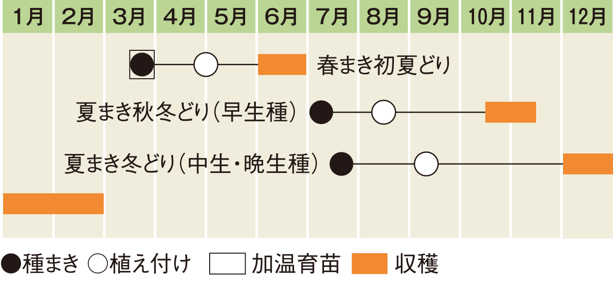 栽培スケジュール