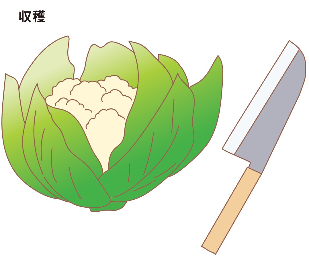 図：収穫2