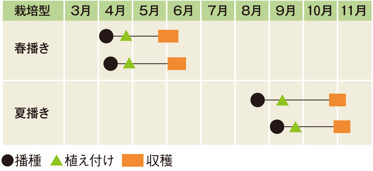 栽培スケジュール