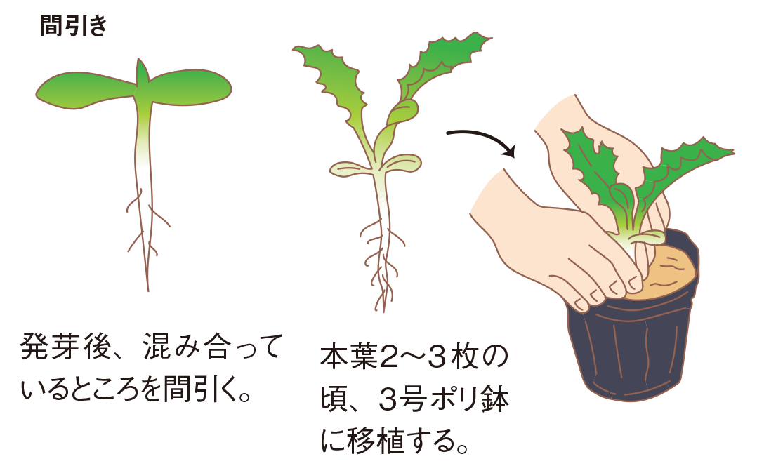 図：苗づくり 2