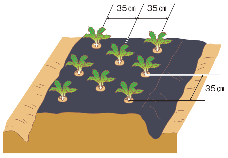 図：植え付け 2