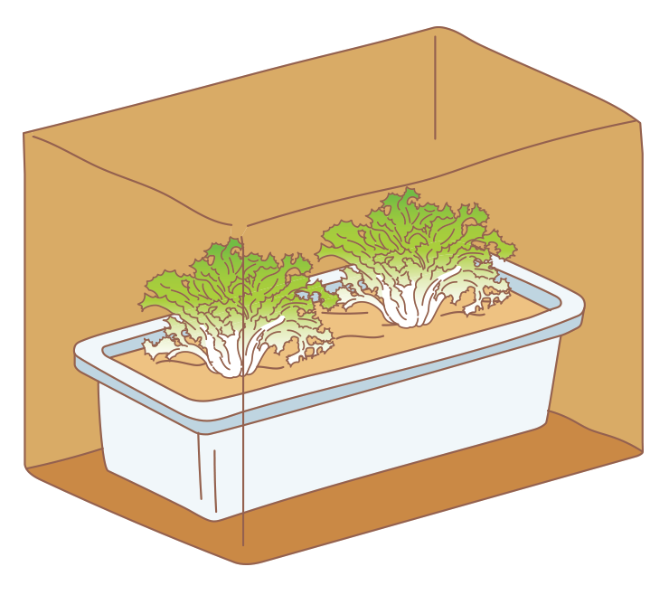図:植え付け 1 マルチ張り