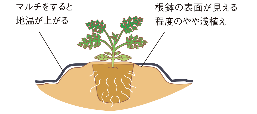 図：植え付け1