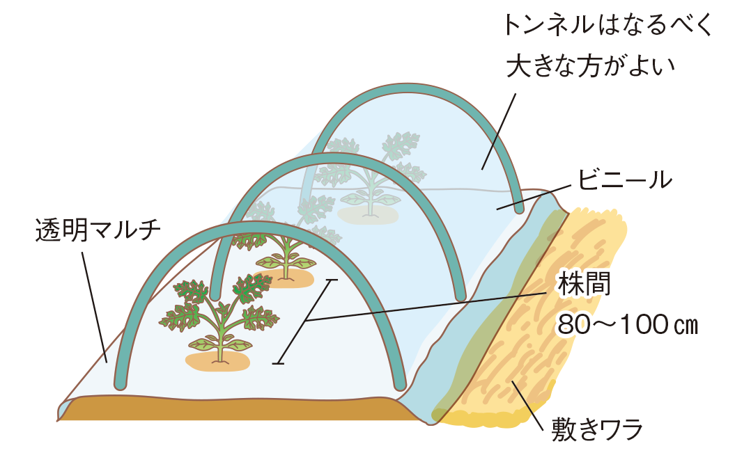 図:植え付け2