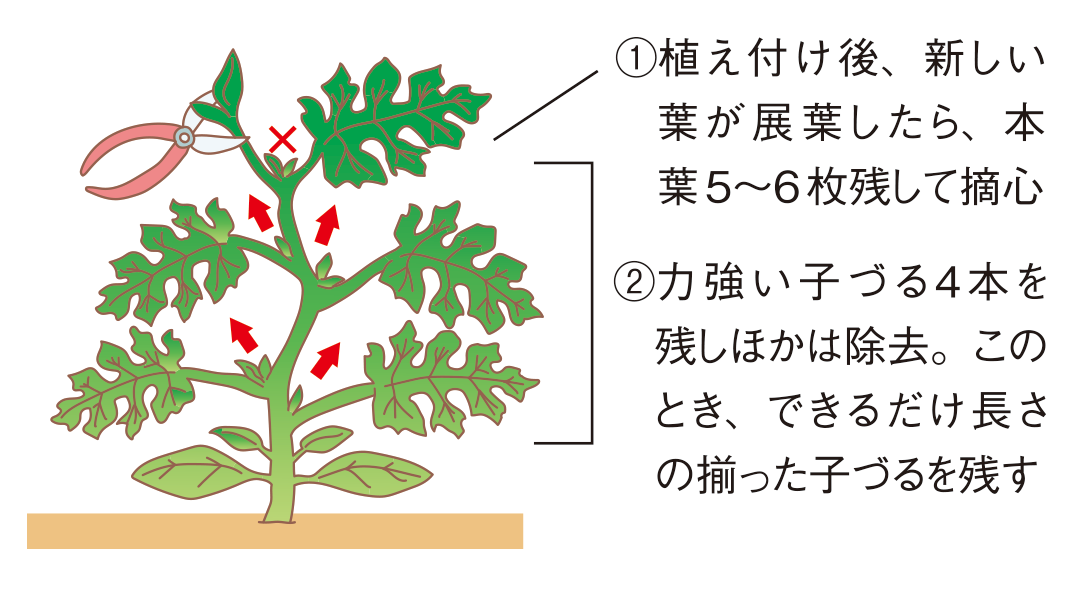 図:仕立てと管理1
