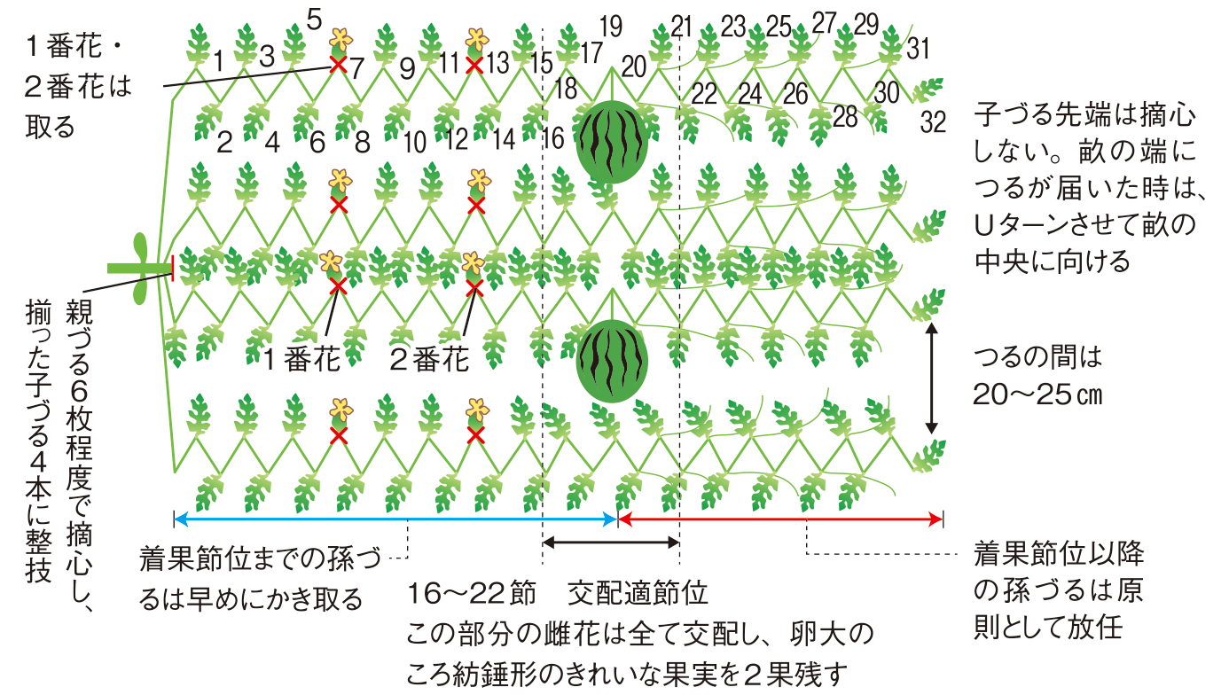 図：仕立てと管理2