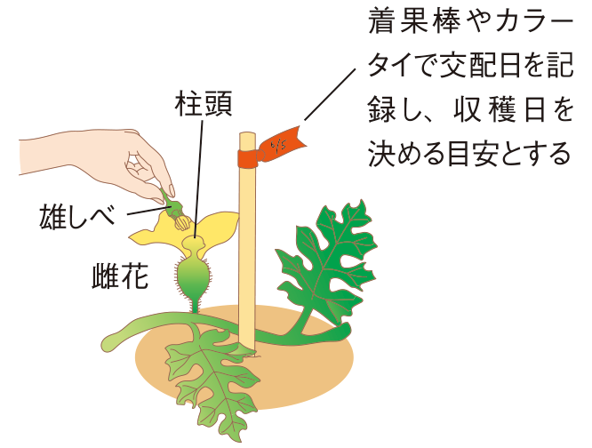 図:人工授粉2