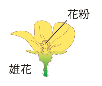 図:人工授粉1
