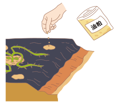 図:人工授粉2