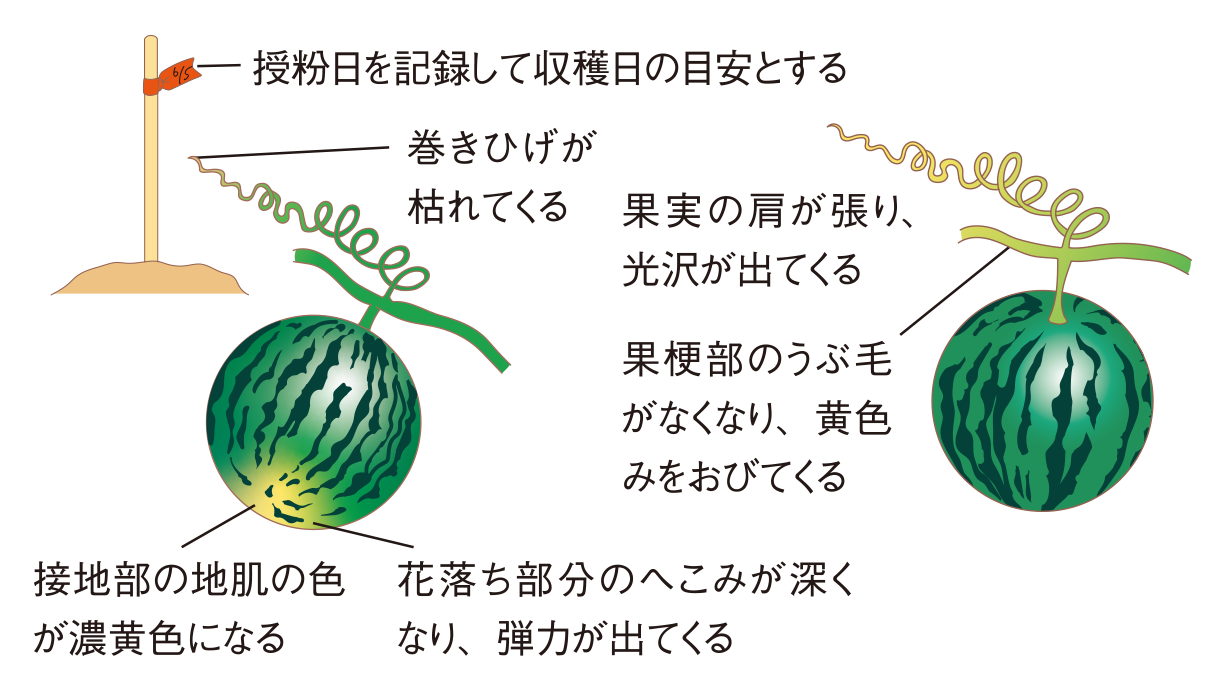 図：玉直しと収穫