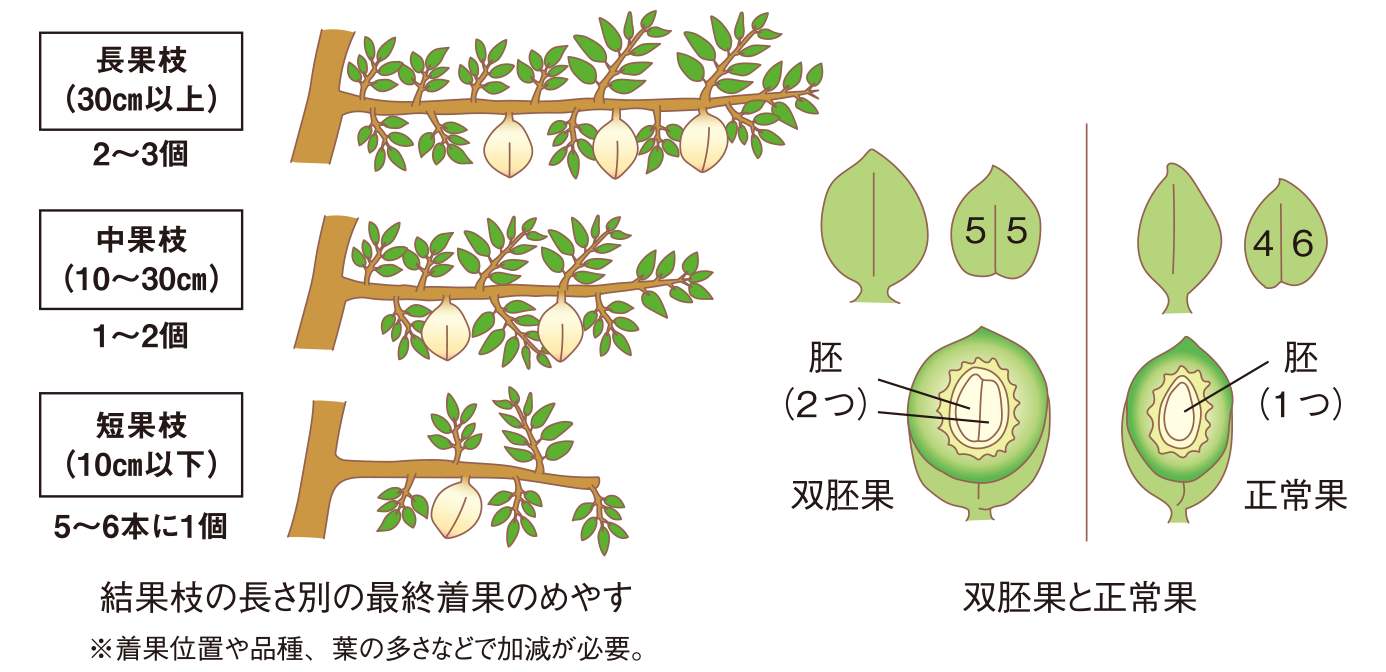 結果枝の長さ別の最終着果のめやすと双胚果と正常果