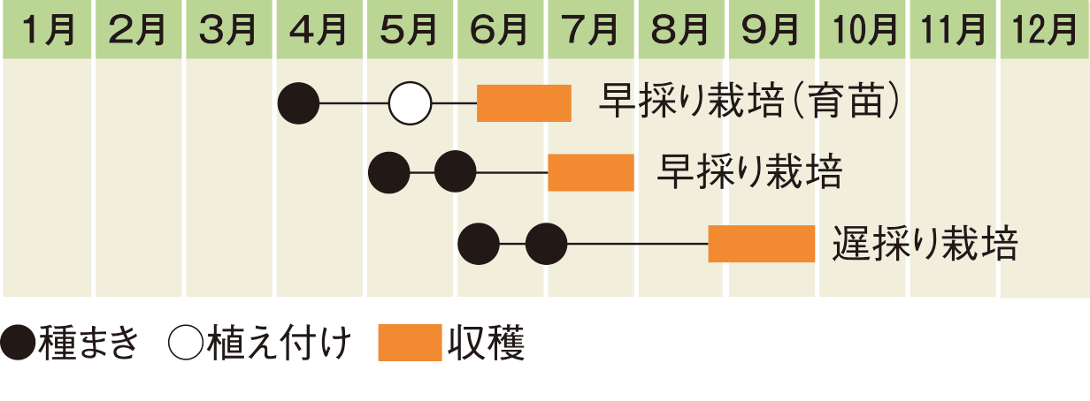 栽培スケジュール