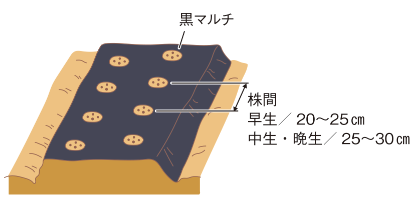 種まきの図