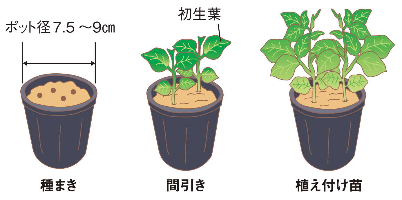 ポット育苗の図