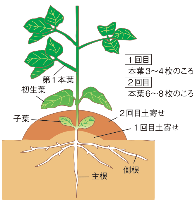 追肥・土寄せの図