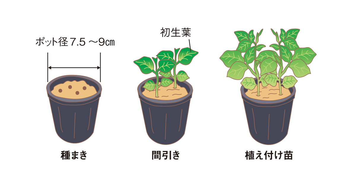 エダマメ 大豆の若マメを味わう | 家庭菜園 | JA晴れの国岡山