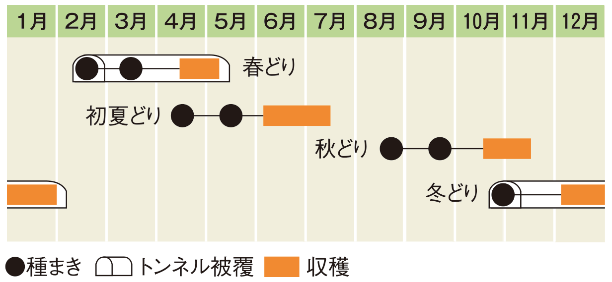 栽培スケジュール