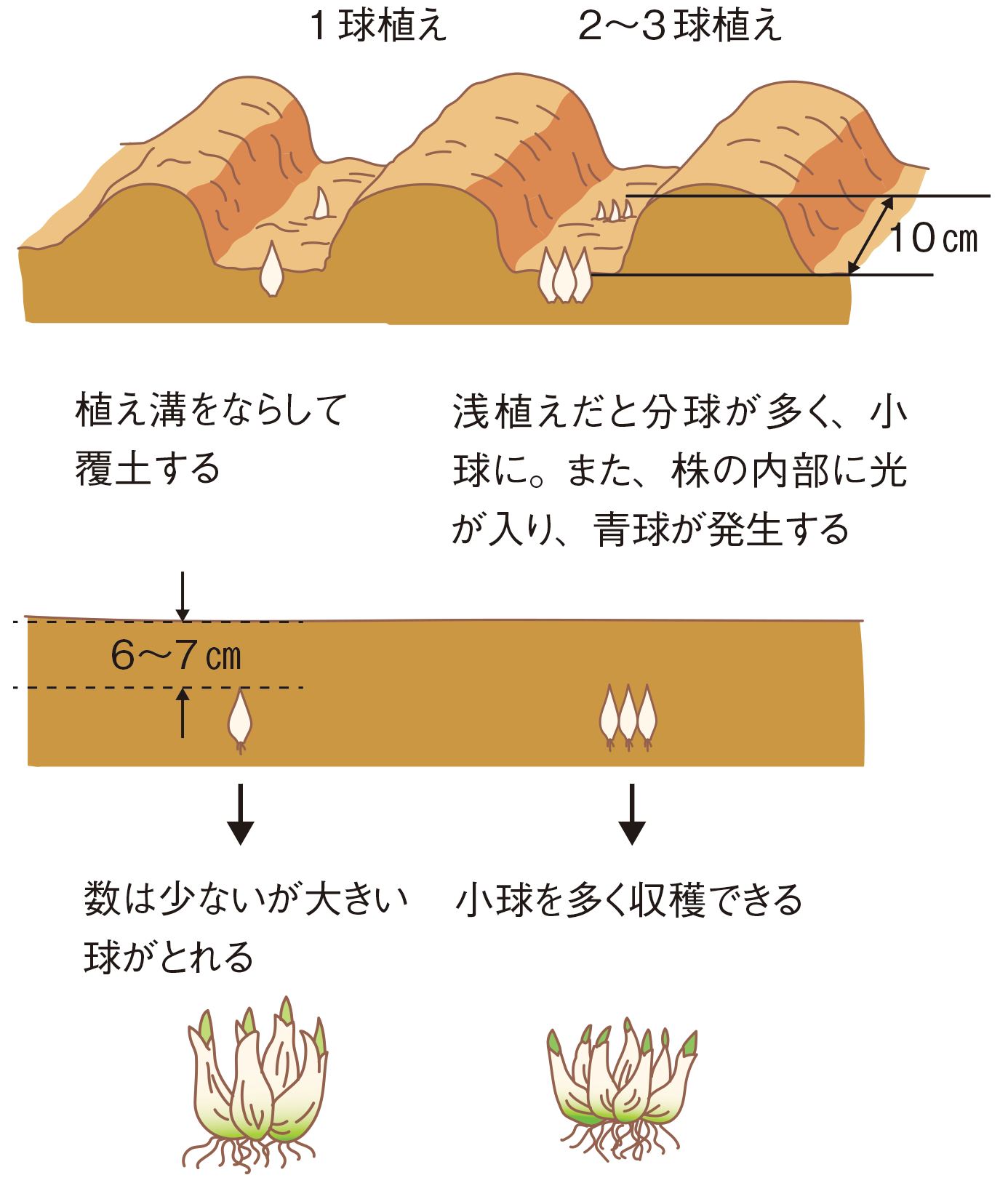 植え付けの図