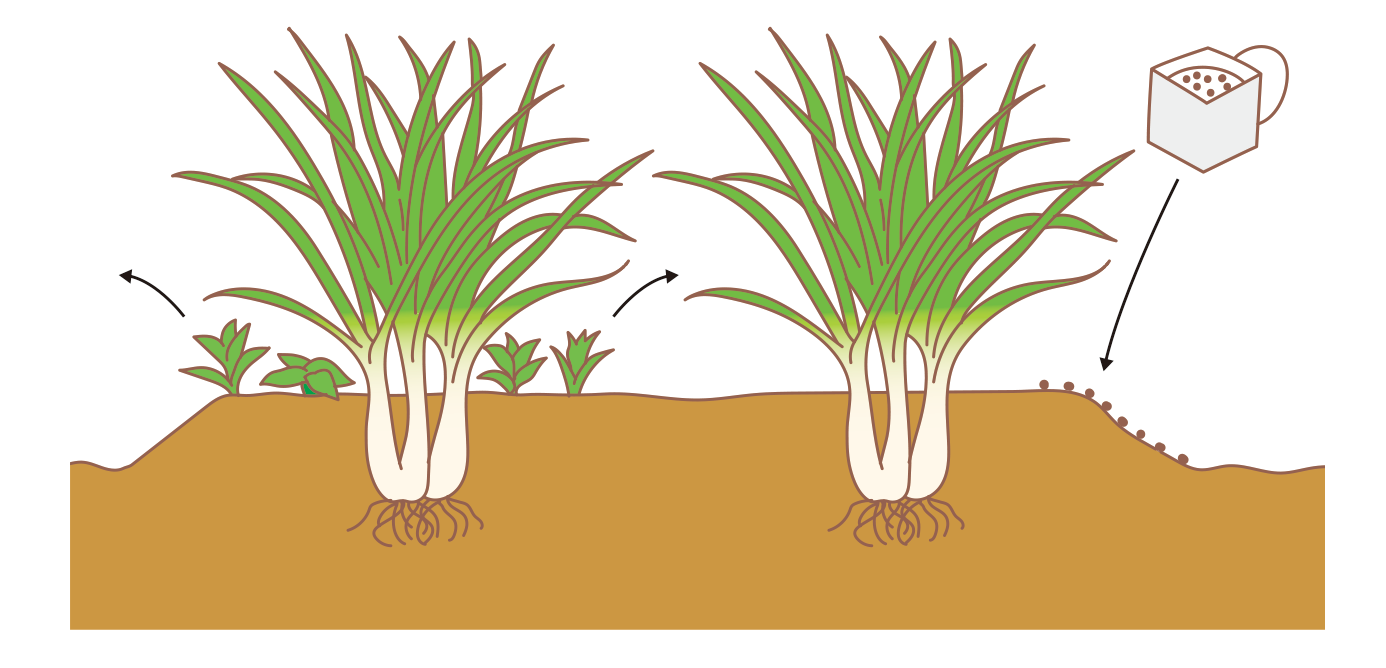 植え付けの図