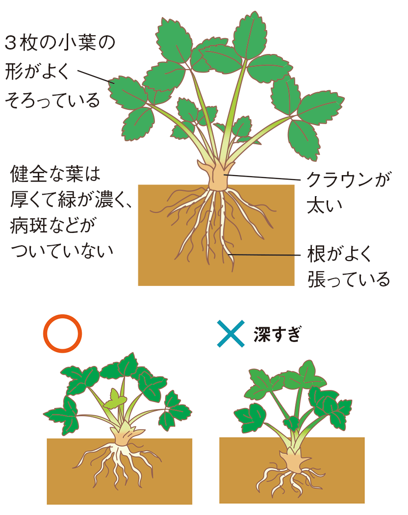 植え付けの図1