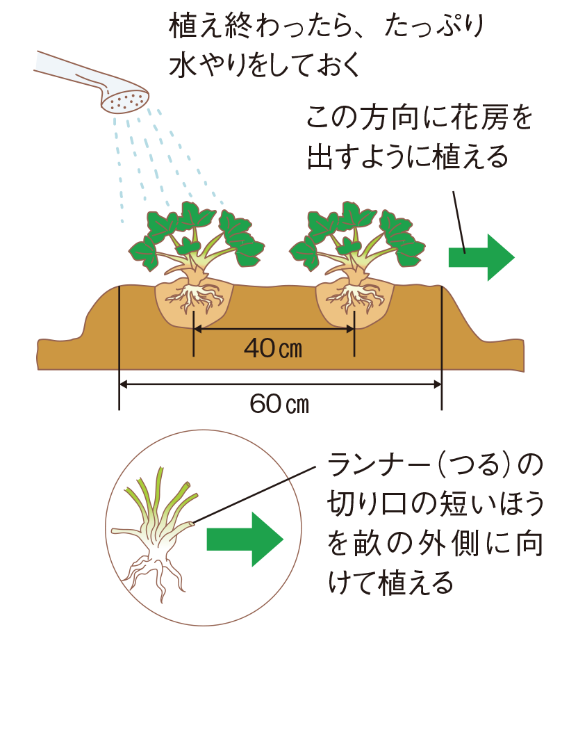 植え付けの図2