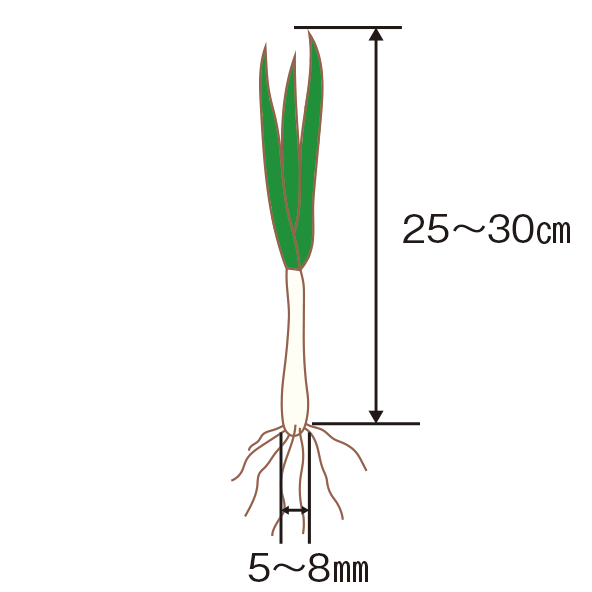 植え付けの図1