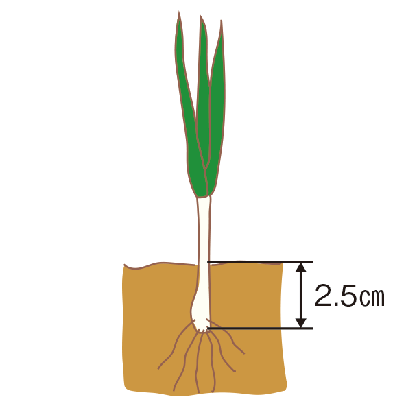 植え付けの図2