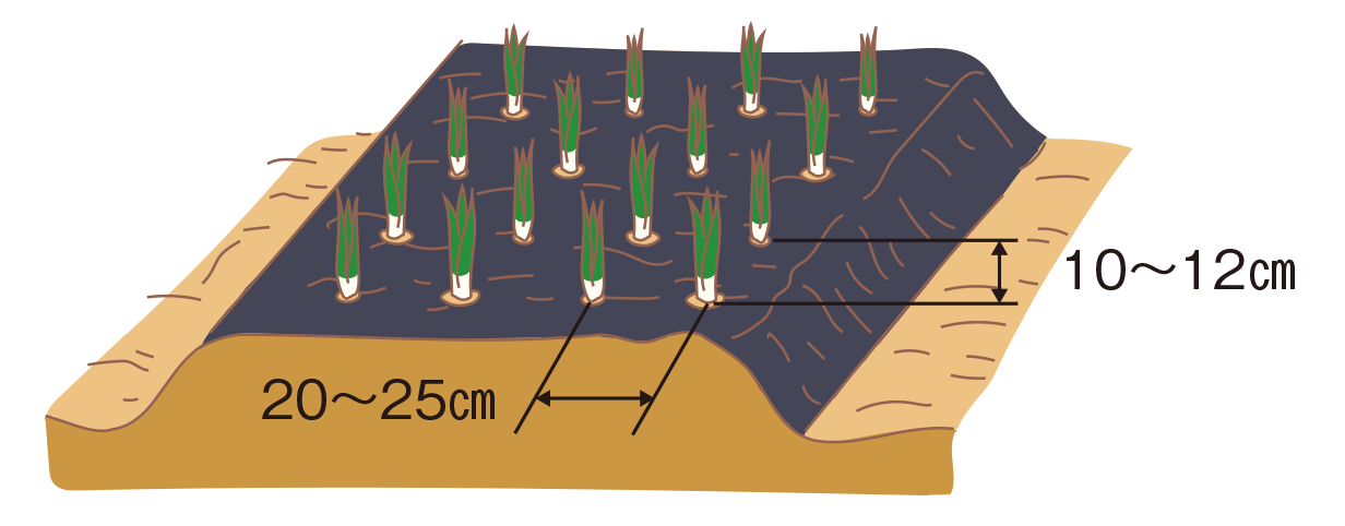 植え付けの図3