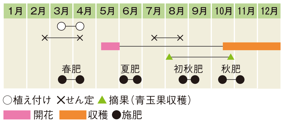 栽培スケジュール