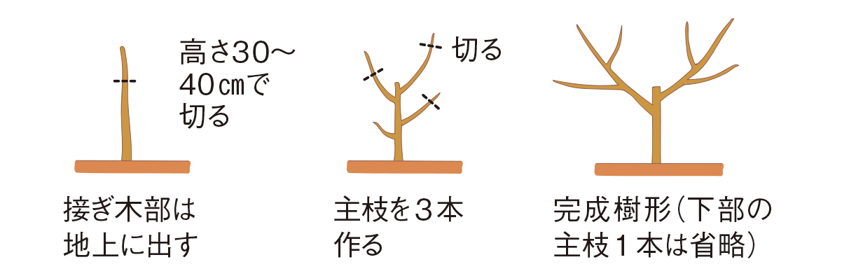 開心自然形の図