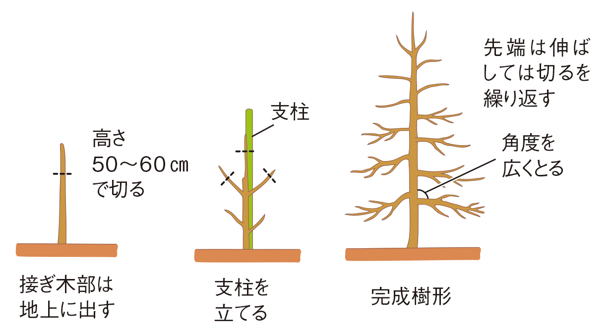 主幹形の図