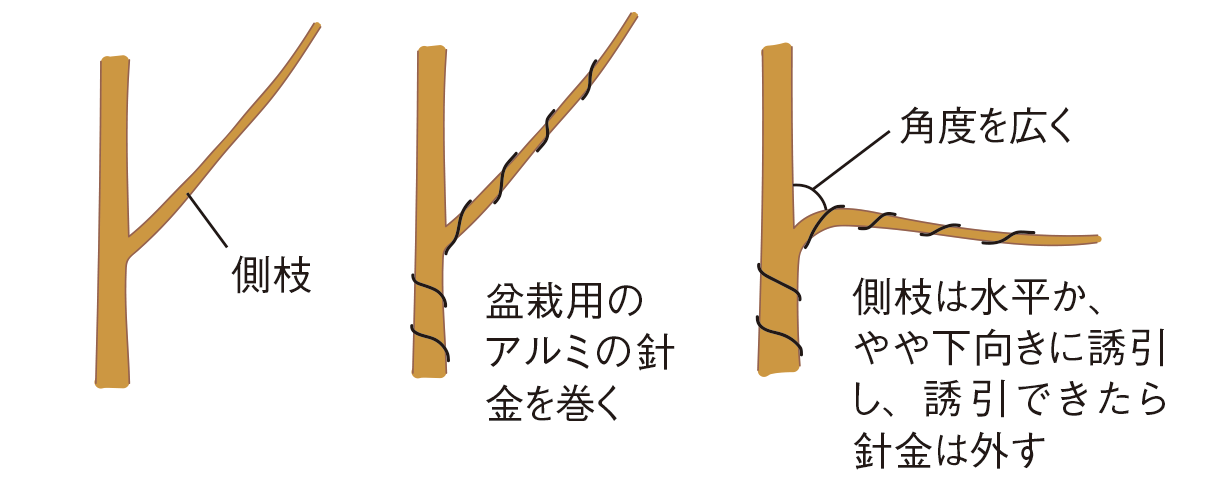 主幹形の図