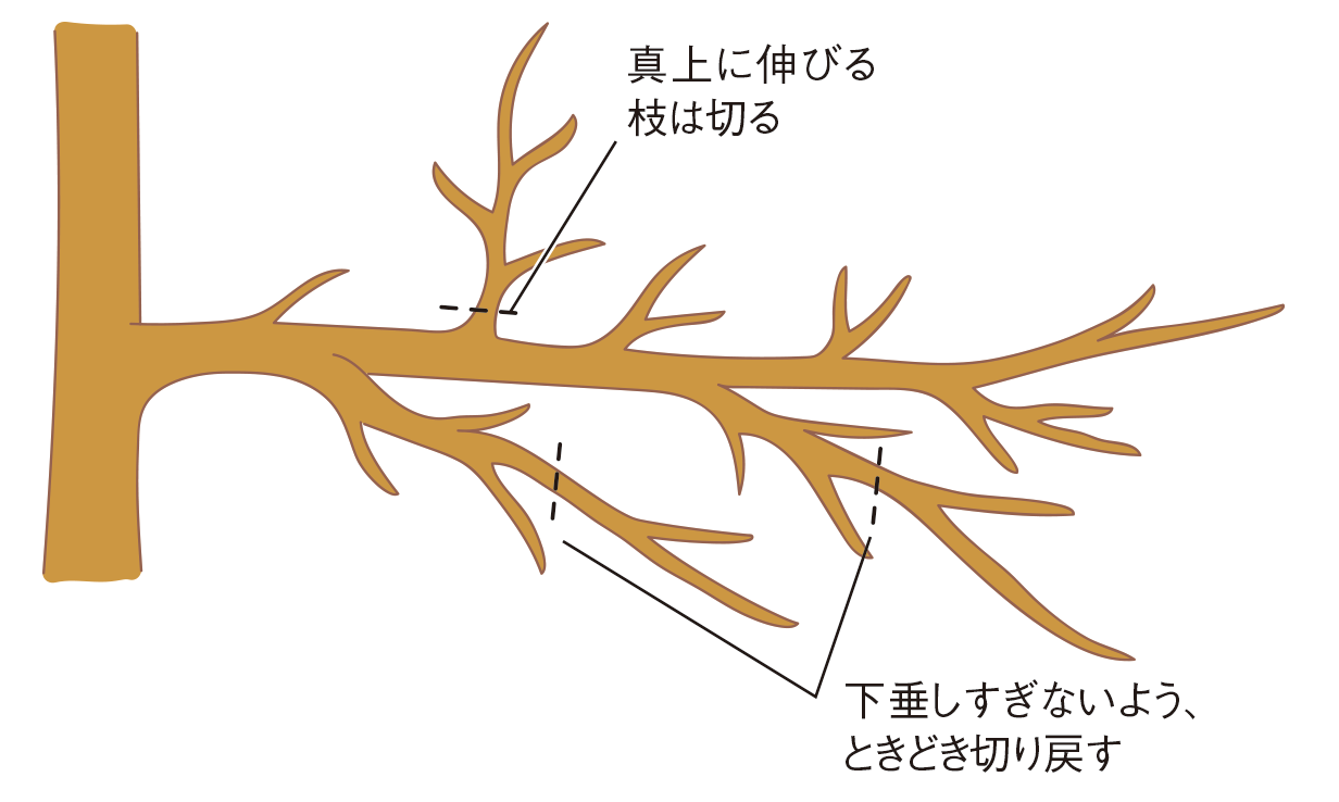 せん定の図