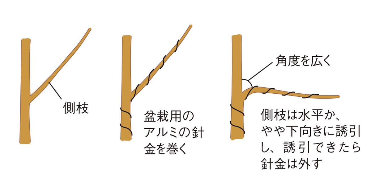 ユズ さわやかな香りと酸味 | 家庭菜園 | JA晴れの国岡山