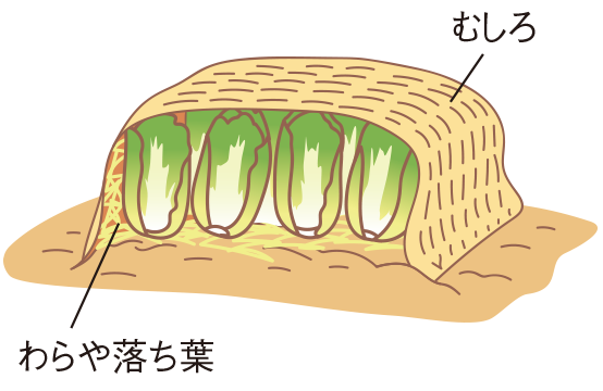 畑や庭での保存の図