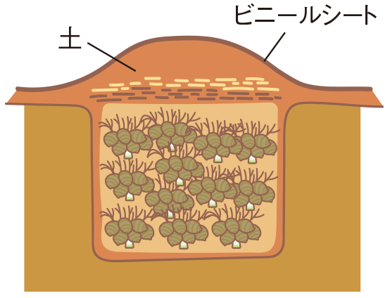 土中貯蔵2の図