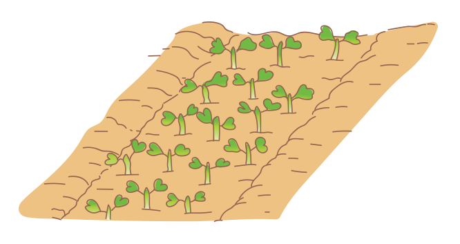 種まきの図2