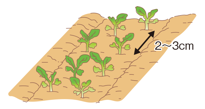 種まきの図2
